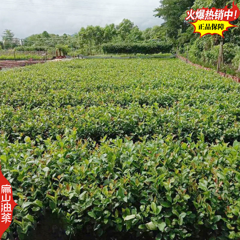 适合广西种植的软枝2号3号油茶苗岑软岑溪软枝油茶树苗