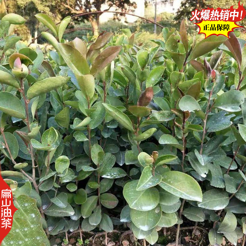 适合广西种植的软枝2号3号油茶苗岑软岑溪软枝油茶树苗