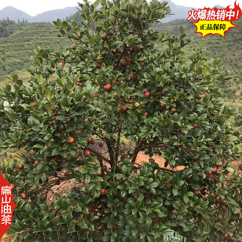 适合广西种植的软枝2号3号油茶苗岑软岑溪软枝油茶树苗