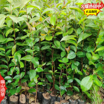 适合广西种植的软枝2号3号油茶苗岑软岑溪软枝油茶树苗
