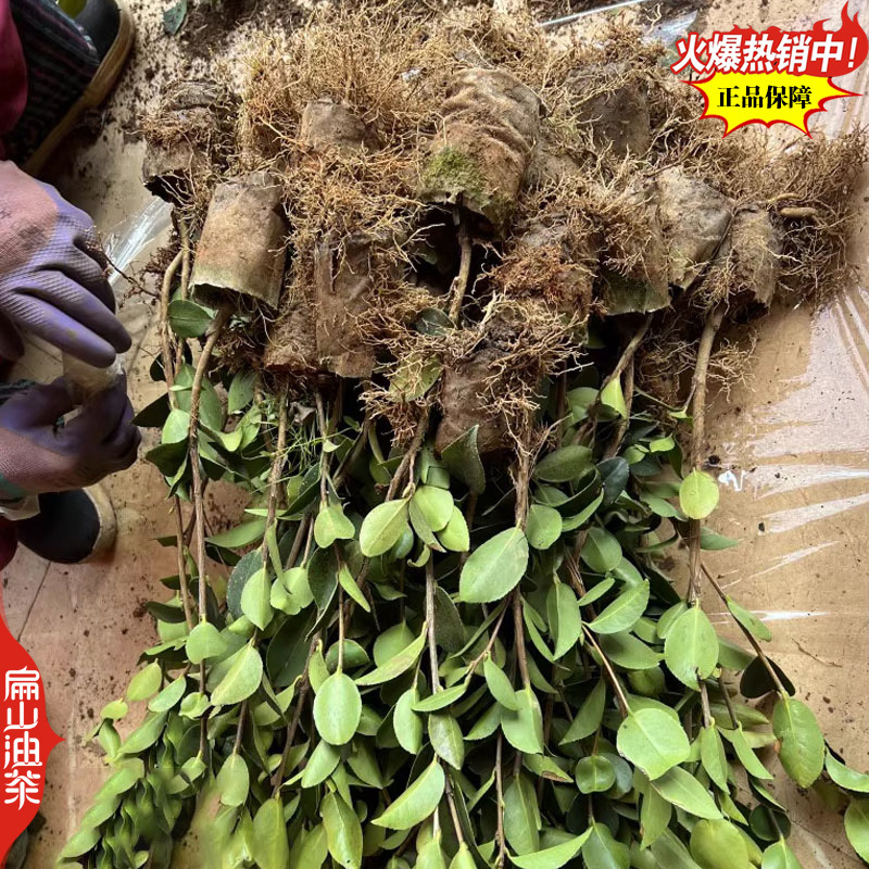 适合广西种植的软枝2号3号油茶苗岑软岑溪软枝油茶树苗
