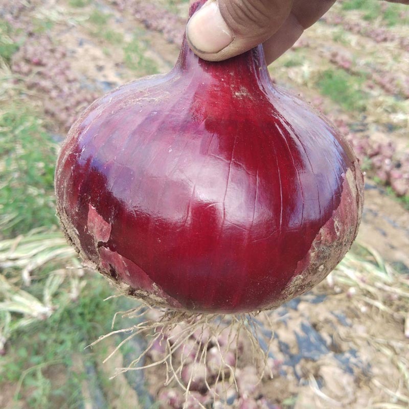 紫璐3号洋葱种子水果紫红皮半100g高桩高扁圆辣味适中
