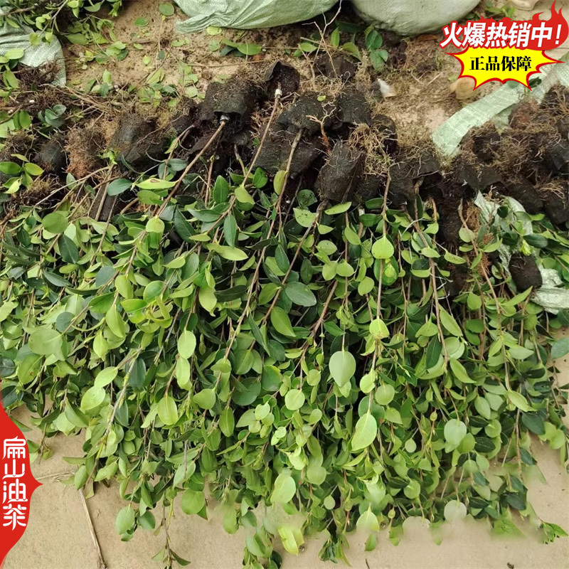 广东蟠龙油茶苗嫁接一年生小杯苗裸根苗袋装苗容器苗40C