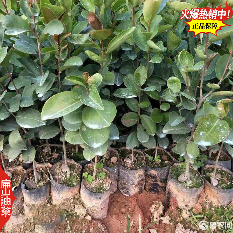 广东蟠龙油茶苗嫁接一年生小杯苗裸根苗袋装苗容器苗40C