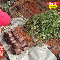 广东蟠龙油茶苗嫁接一年生小杯苗裸根苗袋装苗容器苗40C