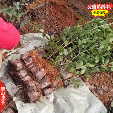 广东蟠龙油茶苗嫁接一年生小杯苗裸根苗袋装苗容器苗40C
