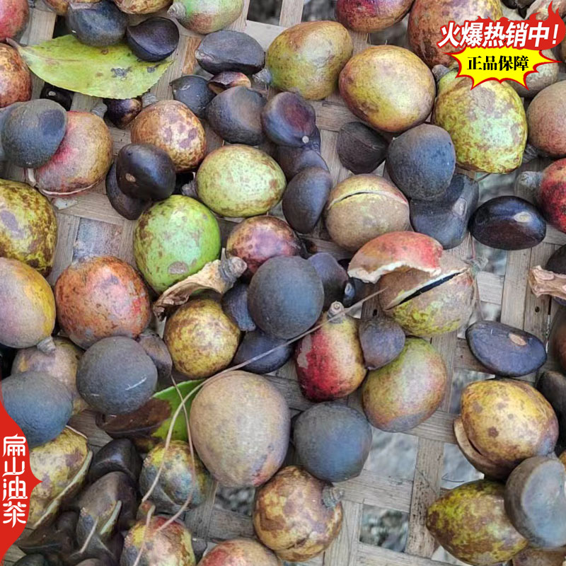 广东蟠龙油茶苗嫁接一年生小杯苗裸根苗袋装苗容器苗40C