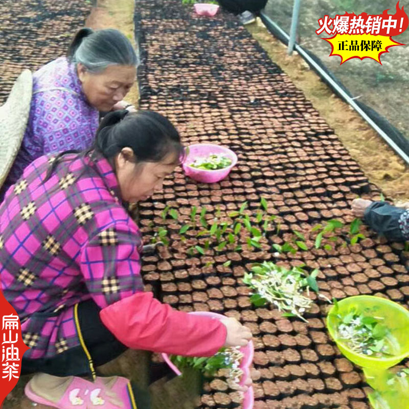 广东蟠龙油茶苗嫁接一年生小杯苗裸根苗袋装苗容器苗40C
