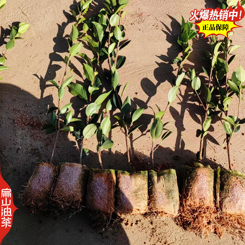 广东蟠龙油茶苗嫁接一年生小杯苗裸根苗袋装苗容器苗40C