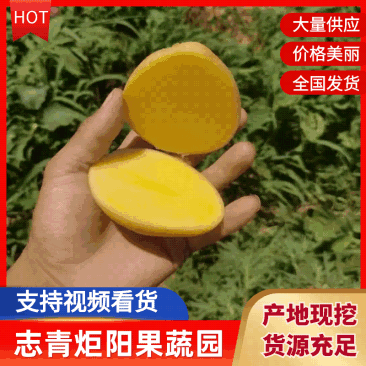土豆产地直发黄心土豆品种齐全洋芋三两起发全国