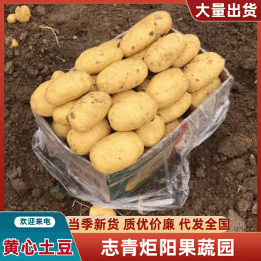 黄心土豆V7土豆产地直发货源充足品种齐全发全国