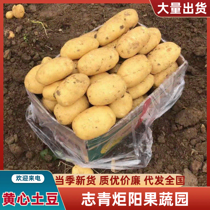 黄心土豆V7土豆产地直发货源充足品种齐全发全国
