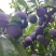 热销翠红李子四川李子个头大口感佳运输便利欢迎联系
