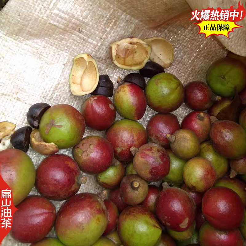 卖野生山茶油茶果收购茶油茶籽回收大果红花中小茶籽