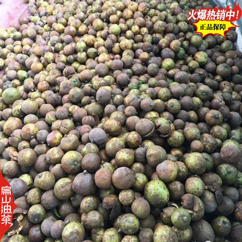 卖野生山茶油茶果收购茶油茶籽回收大果红花中小茶籽
