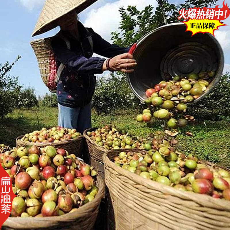 卖野生山茶油茶果收购茶油茶籽回收大果红花中小茶籽
