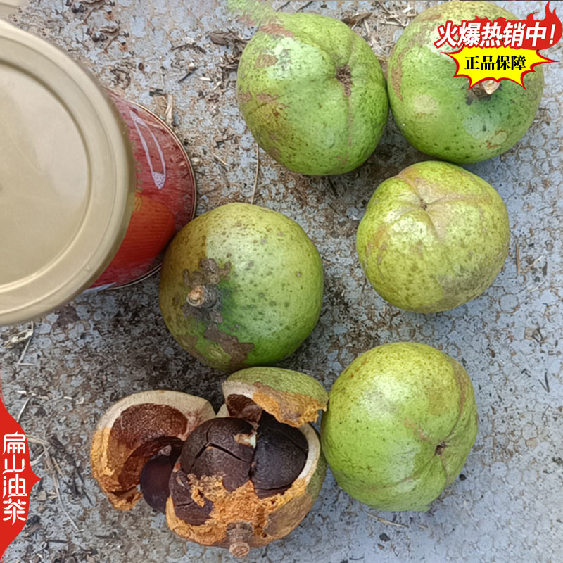 卖野生山茶油茶果收购茶油茶籽回收大果红花中小茶籽