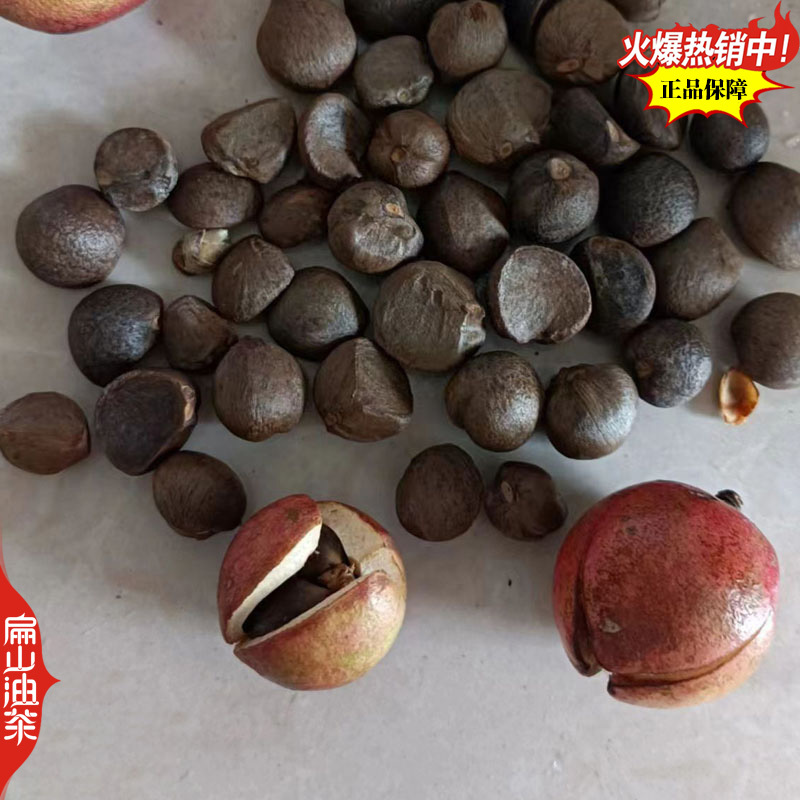 卖野生山茶油茶果收购茶油茶籽回收大果红花中小茶籽