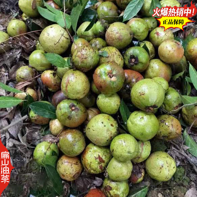 卖野生山茶油茶果收购茶油茶籽回收大果红花中小茶籽