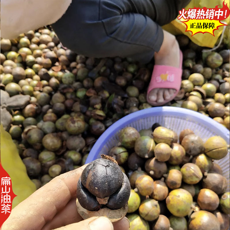 卖野生山茶油茶果收购茶油茶籽回收大果红花中小茶籽