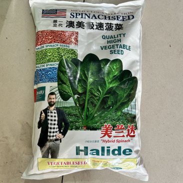 美兰达菠菜种子10斤耐热耐寒早熟晚抽秋播种植高产