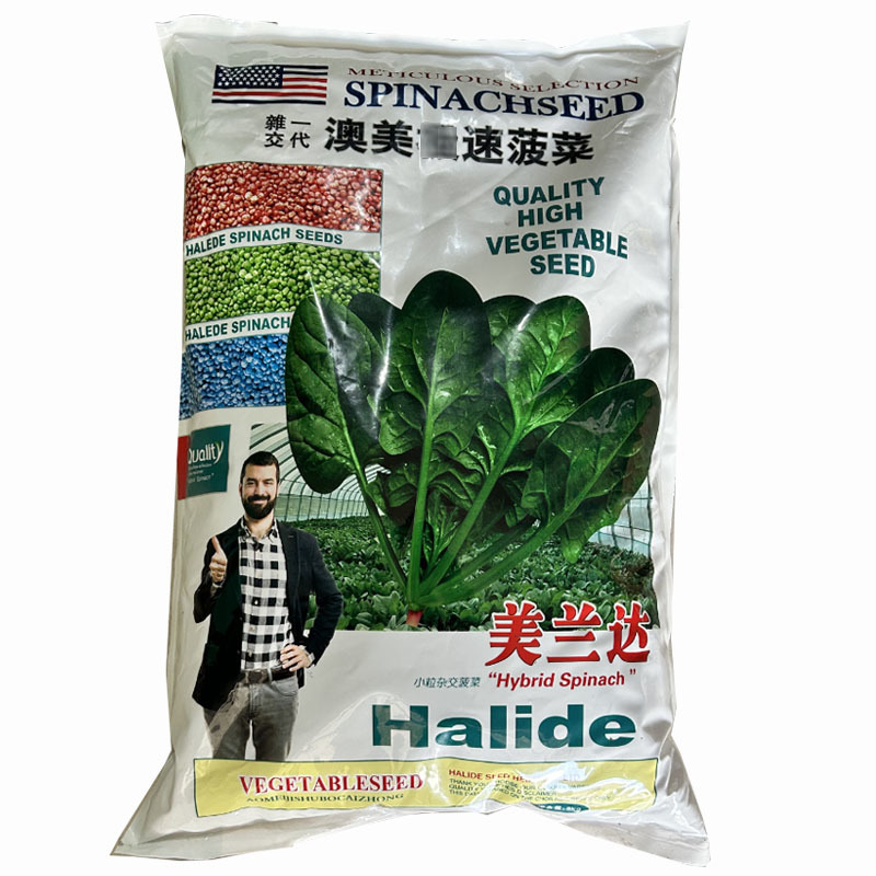 美兰达菠菜种子10斤耐热耐寒早熟晚抽秋播种植高产