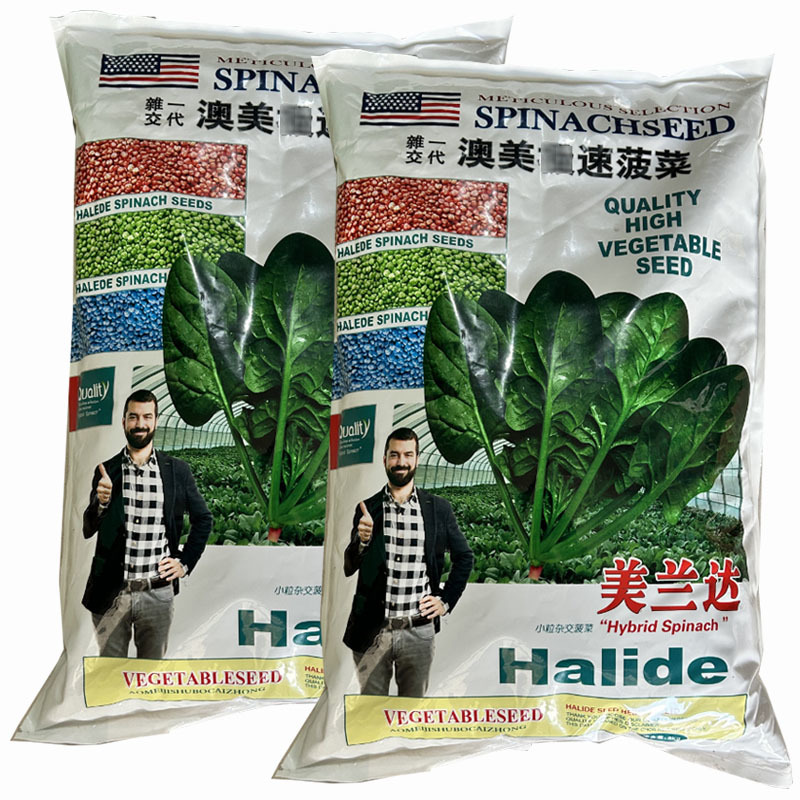 美兰达菠菜种子10斤耐热耐寒早熟晚抽秋播种植高产