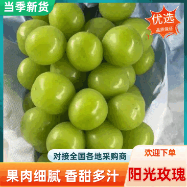 阳光玫瑰葡萄量大质优价格优惠基地直销欢迎咨询采购