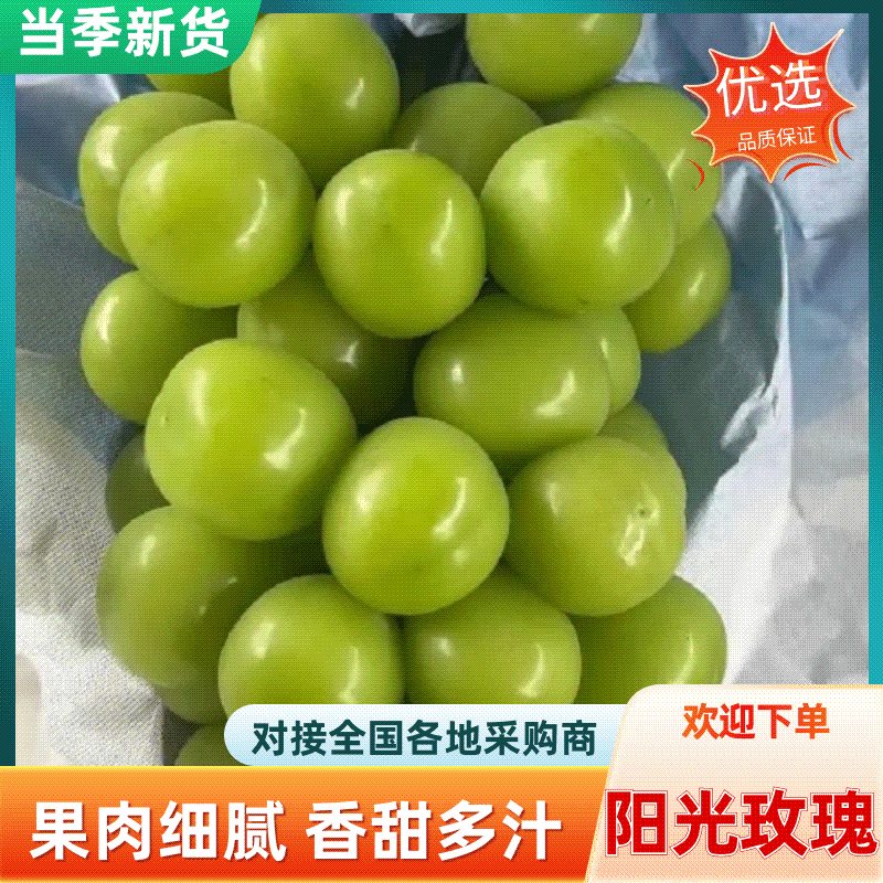 阳光玫瑰葡萄量大质优价格优惠基地直销欢迎咨询采购