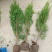 河北侧柏60-150柏树侧柏绿化苗木规格齐全量大价优