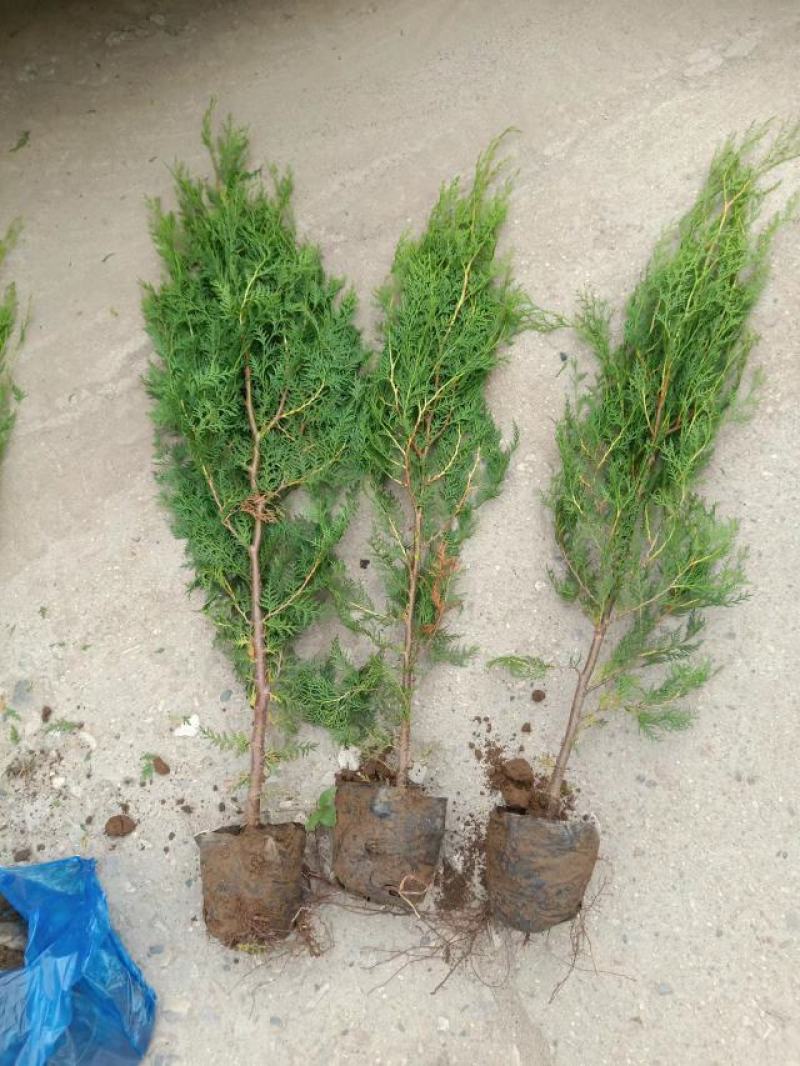河北侧柏60-150柏树侧柏绿化苗木规格齐全量大价优