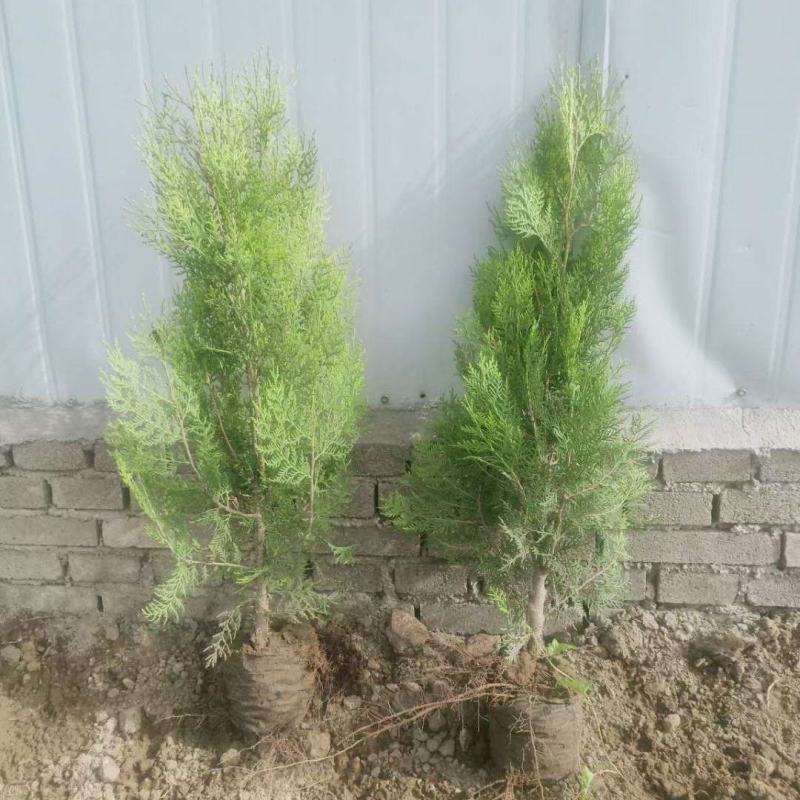 河北侧柏60-150柏树侧柏绿化苗木规格齐全量大价优