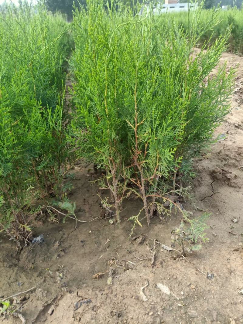 河北侧柏60-150柏树侧柏绿化苗木规格齐全量大价优