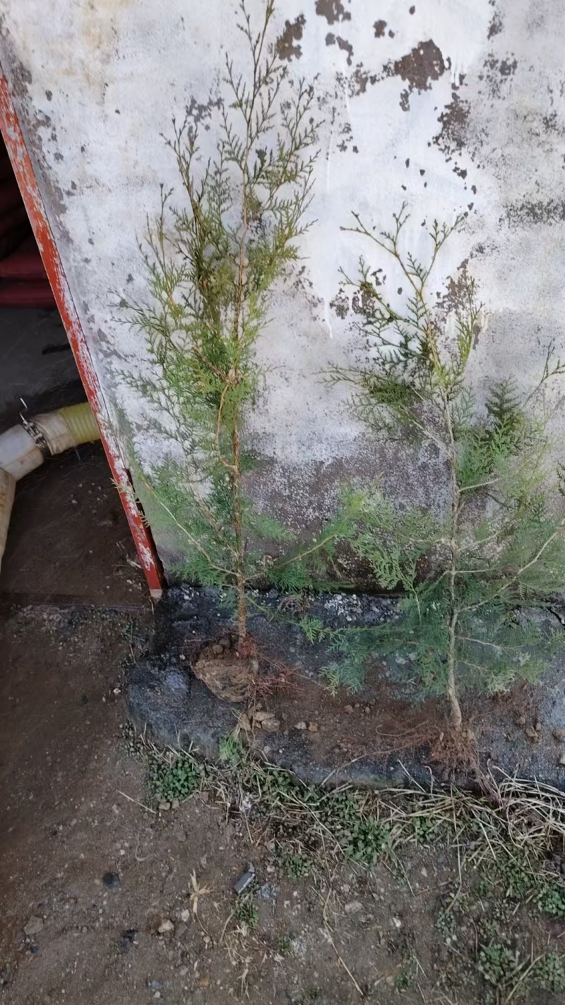 河北侧柏60-150柏树侧柏绿化苗木规格齐全量大价优