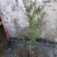 河北侧柏60-150柏树侧柏绿化苗木规格齐全量大价优