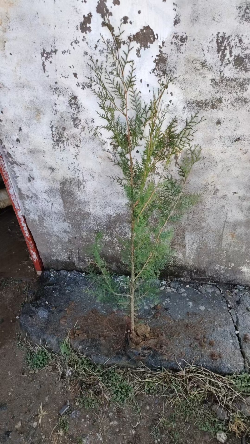 河北侧柏60-150柏树侧柏绿化苗木规格齐全量大价优