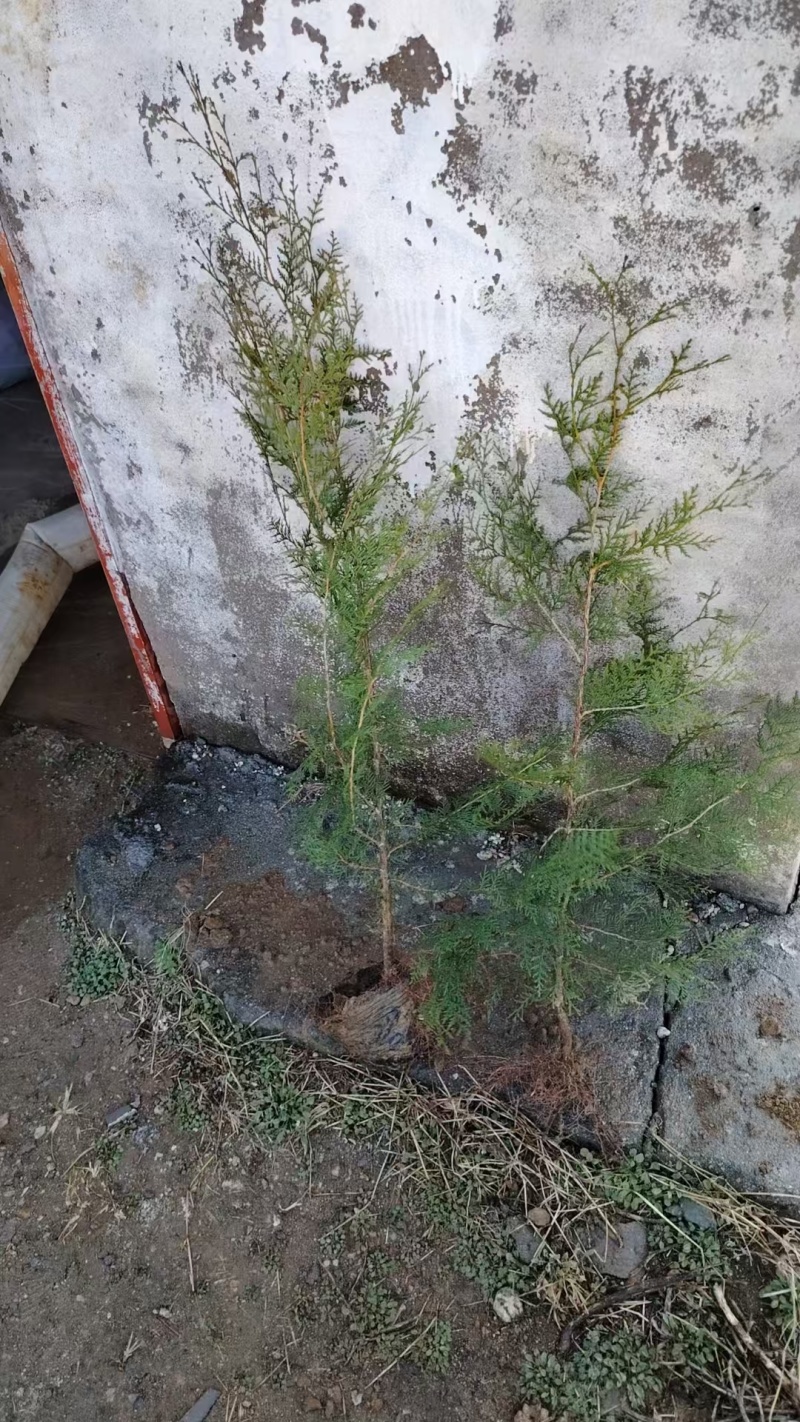 河北侧柏60-150柏树侧柏绿化苗木规格齐全量大价优