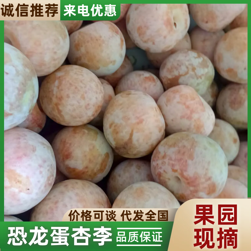 《杏李》味帝李恐龙蛋李子洛阳自家果园直发保质保量