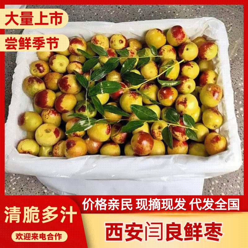 陕西鲜枣相枣量大质优价格优惠一手货源欢迎咨询采购