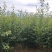 【杏树苗】陕西靖边种植基地直供质量保证规格齐全全国发货