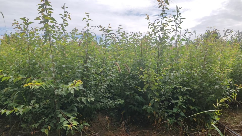 【杏树苗】陕西靖边种植基地直供质量保证规格齐全全国发货