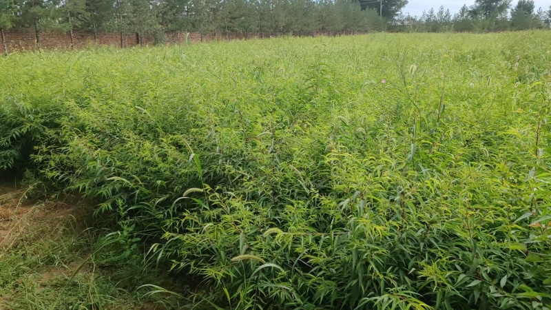 【杏树苗】陕西靖边种植基地直供质量保证规格齐全全国发货
