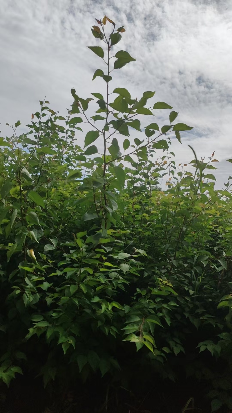 【杏树苗】陕西靖边种植基地直供质量保证规格齐全全国发货