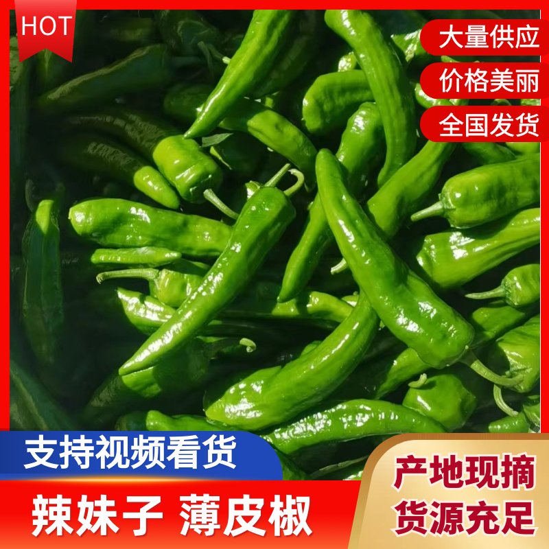 黑龙江鲜辣椒大棚种植，薄皮辣椒辣妹子，大量有货
