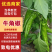 黑龙江鲜辣椒牛角椒大棚种植绿金517大量供应