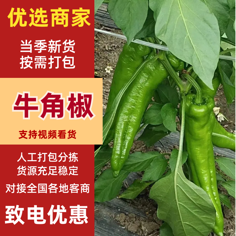黑龙江鲜辣椒牛角椒大棚种植绿金517大量供应