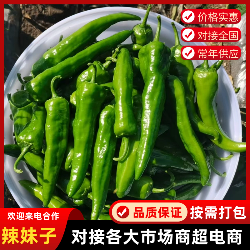 黑龙江精品辣妹子薄皮椒鲜辣椒基地供应诚信经营
