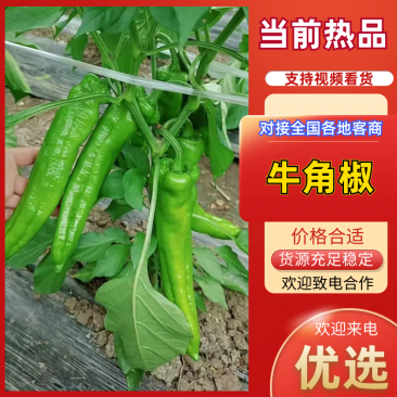 黑龙江鲜辣椒牛角椒品相好商品质优货源充足欢迎垂询