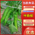 黑龙江鲜辣椒牛角椒品相好商品质优货源充足欢迎垂询