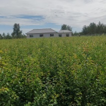 【酸桃树苗】陕西靖边基地直供质量保证货源充足成活率高